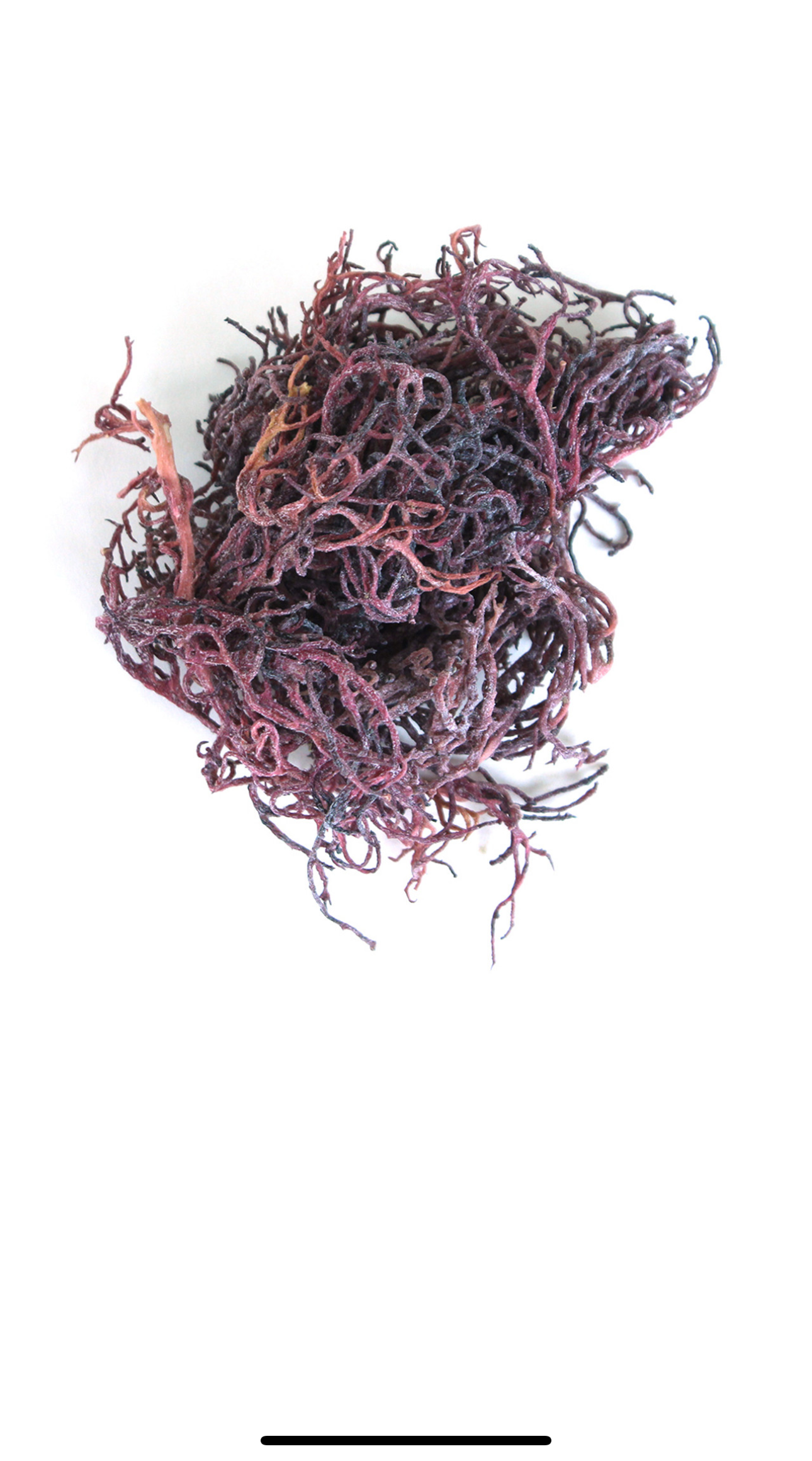 Purple Irish Sea Moss-4oz