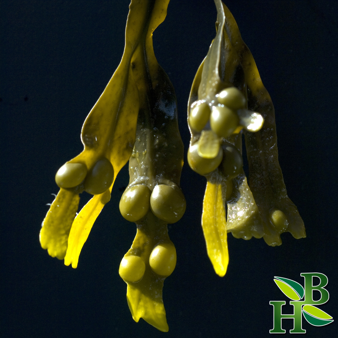 Bladderwrack Powder 4oz